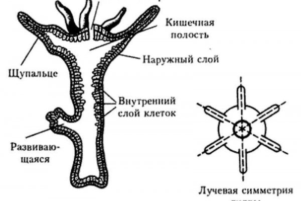 Официальная ссылка kraken kra.mp